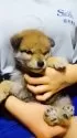 柴犬(標準サイズ)【岐阜県・男の子・2025年1月3日・濃いめのキレイな赤ですよ✨】の写真4