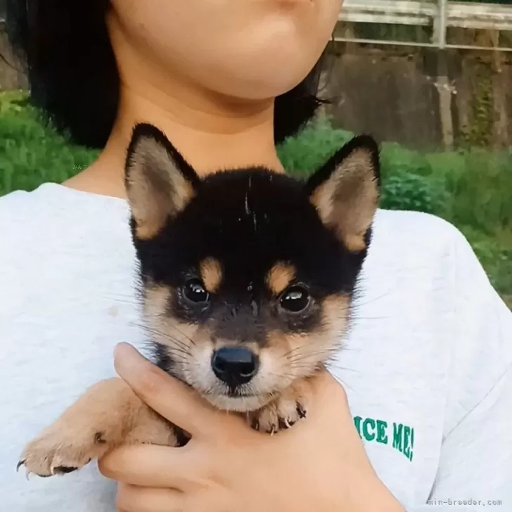 まん丸プクプクなキレイな黒タヌキくんですよっ☺️ | 柴犬(標準サイズ)