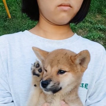 柴犬(標準サイズ)【岐阜県・女の子・2024年8月4日・濃い目のキレイな赤です。】の写真「性格明朗なまん丸タヌキちゃんです☺️」