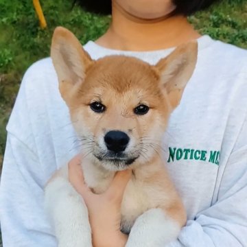 柴犬(標準サイズ)【岐阜県・男の子・2024年8月4日・さっぱりとした心地好いキレイな赤です。】の写真「明朗活発な人好きな性格抜群タヌキ君です☺️」