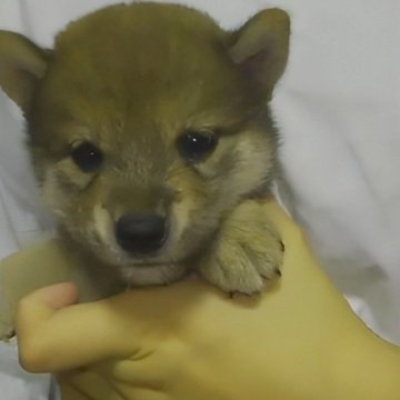 柴犬(標準サイズ)【岐阜県・女の子・2024年7月14日・濃いめのキレイな赤ですよ✨】の写真「性格抜群小振りでとても女の子らしいキレイな赤です❗」