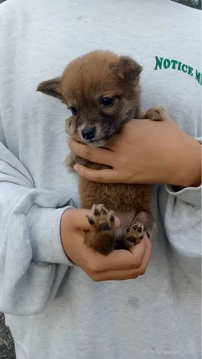 柴犬【岐阜県・女の子・2024年8月13日・濃いめのキレイな赤ですよ✨】非常に小振りな豆柴タイプなタヌキちゃん です☺️｜みんなのブリーダー（子犬ID：2410-06714）