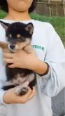 柴犬(標準サイズ)【岐阜県・男の子・2024年8月17日・一番おっとり配色抜群な黒柴タヌキです🙆】の写真2「性格抜群なまん丸プクプクなタヌキくんです！」