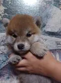 柴犬(標準サイズ)【岐阜県・女の子・2022年8月31日・非常に冴えのある赤】の写真2「丸顔小耳の女の子。」