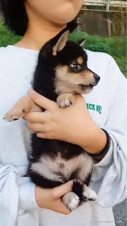 柴犬【岐阜県・男の子・2024年8月17日・一番おっとり非常に配色のよろしい黒柴タヌキです🙆】まん丸プクプクなキレイな黒タヌキくんですよっ☺️｜みんなのブリーダー（子犬ID：2410-03414）