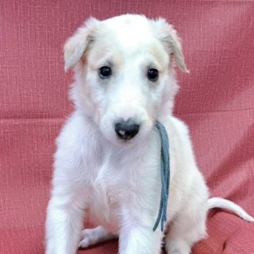 ボルゾイ【山梨県・男の子・2025年9月4日・ホワイト&クリーム】の写真「✨可愛いお顔の男の子✨」