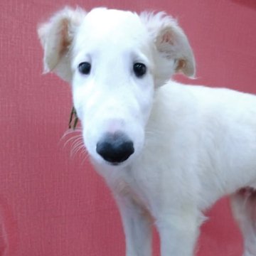 ボルゾイ【山梨県・男の子・2025年7月20日・ホワイト&クリーム】の写真「真っ白なボルゾイ✨(目の当たりに若干クリーム)」