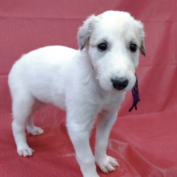 ボルゾイ【山梨県・女の子・2025年9月4日・ホワイト&クリーム】の写真「真っ白な身体の女の子🐶✨」