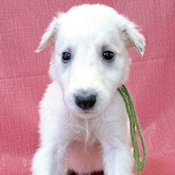 ボルゾイ【山梨県・男の子・2025年9月4日・ホワイト&クリーム】の写真「真っ白な身体の男の子🐶✨」