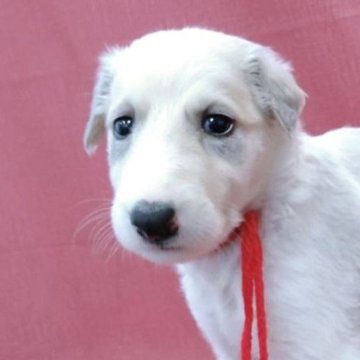 ボルゾイ【山梨県・女の子・2025年9月4日・ホワイト&クリーム】の写真「なぜか凛々しい目力のある女の子🐶✨」