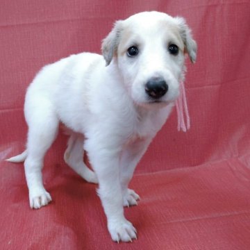 ボルゾイ【山梨県・女の子・2025年9月4日・ホワイト&クリーム】の写真「なぜか凛々しい目力のある女の子🐶✨」