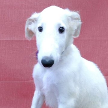 ボルゾイ【山梨県・男の子・2025年7月20日・ホワイト(血統書上はホワイト&クリームで申請予定)】の写真「綺麗な真っ白🌟ホワイトボルゾイ君🐶✨」
