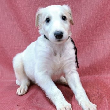 ボルゾイ【山梨県・男の子・2025年9月4日・ホワイト&クリーム】の写真「綺麗なボルゾイ男の子🐶✨」