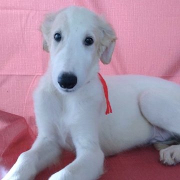 ボルゾイ【山梨県・男の子・2025年7月20日・ホワイト&クリーム】の写真「大きくて真っ白な身体✨可愛いお顔をしています😊」