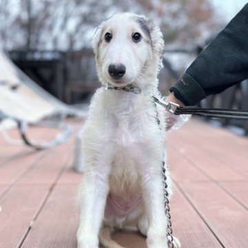 甲信越・北陸のボルゾイの子犬を探す｜ブリーダー直販の子犬販売【みんなのブリーダー】