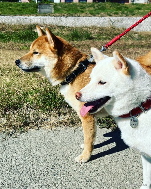 我が家の大切な愛犬です！｜中尾　和美(なかお　かずみ)ブリーダー(広島県・柴犬・ＫＣ　NPO法人日本社会愛犬協会登録)の紹介写真2