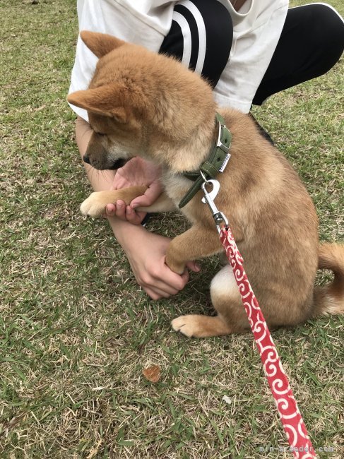 公園などが沢山あるため、暇さえあれば、遊びに出かけたりして、子供達もしつけなどに参加しています。｜中尾　和美(なかお　かずみ)ブリーダー(広島県・柴犬・ＫＣ　NPO法人日本社会愛犬協会登録)の紹介写真4