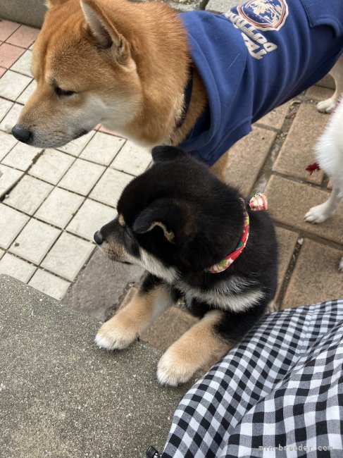 お庭で他の成犬ちゃんとの交流もしています。｜中尾　和美(なかお　かずみ)ブリーダー(広島県・柴犬・ＫＣ　NPO法人日本社会愛犬協会登録)の紹介写真9