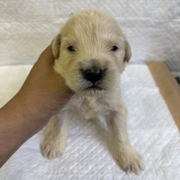 ピレニーズ×ゴールデン【埼玉県・男の子・2023年6月28日・クリーム】の写真「タレ目くん🐶❤️」