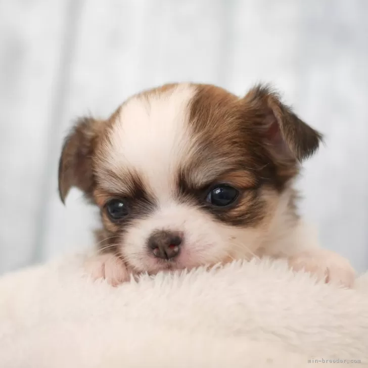 K.U 様のお迎えした子犬