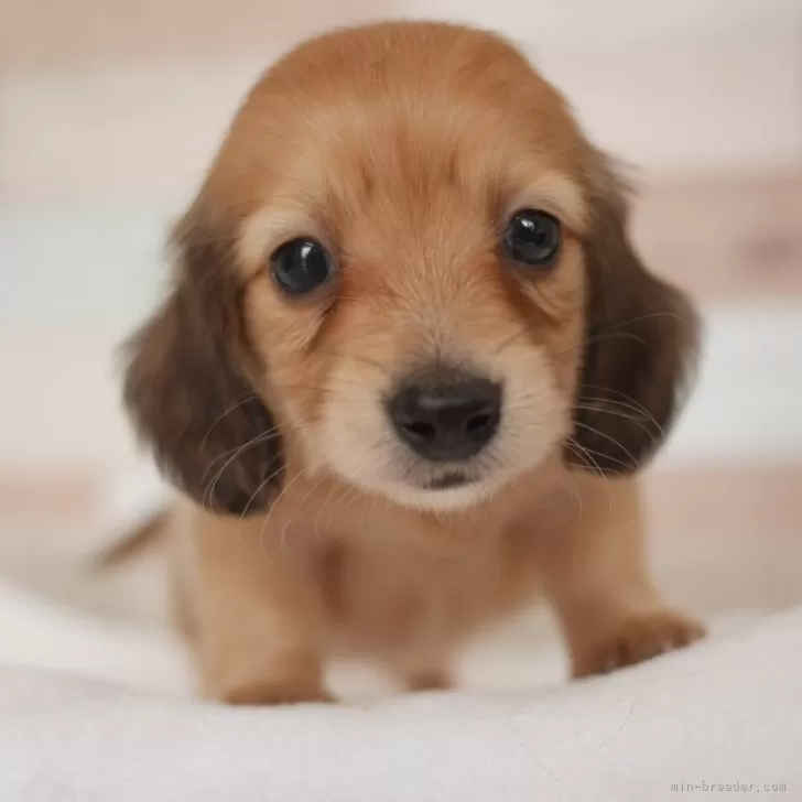 カズキ 様のお迎えした子犬