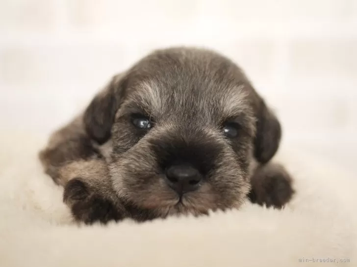 なな 様のお迎えした子犬