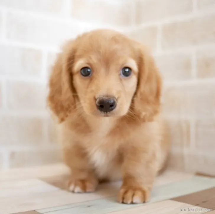 パクチ 様のお迎えした子犬