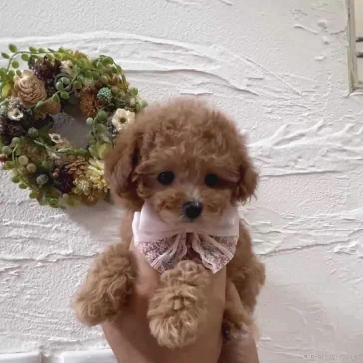 F.Y 様のお迎えした子犬