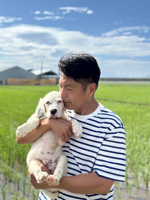 西村　寿男(にしむら　としお)ブリーダー(熊本県・イングリッシュセッターなど・全日本狩猟倶楽部登録)の紹介写真3