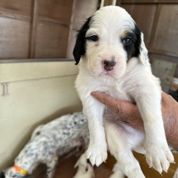 イングリッシュセッター【熊本県・男の子・2024年5月5日・白黒】の写真「日本で唯一の専門犬舎
綺麗なパンダ柄一番小ぶり🐼」