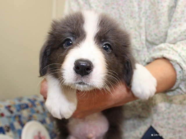 ボーダーコリー【愛知県・男の子・2015年7月30日・ブルー&ホワイト】ボーダーコリー専門犬舎発。健康状態に自信が