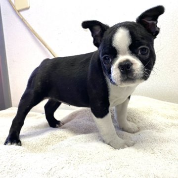 鼻ぺちゃ犬がかわいい！ 人気のブサカワ短頭種を紹介します♪｜みんなのブリーダー