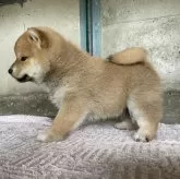 柴犬(標準サイズ)【群馬県・男の子・2025年3月4日・赤】の写真3