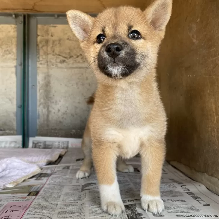 柴犬(標準サイズ)【群馬県・女の子・2024年8月23日・赤】の写真1