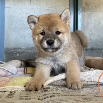 柴犬【群馬県・男の子・2024年8月12日・赤】元気な可愛い赤柴の男の子☆｜みんなのブリーダー（子犬ID：2410-00623）