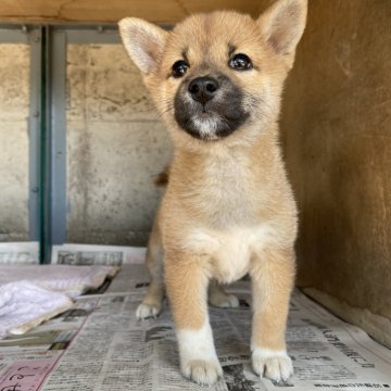 柴犬(標準サイズ)【群馬県・女の子・2024年8月23日・赤】の写真「人懐こい元気な可愛い赤柴の女の子☆」