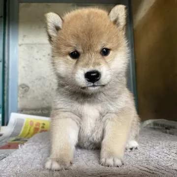 柴犬【群馬県・男の子・2024年8月5日・赤】コロコロな可愛い赤柴の男の子☆｜みんなのブリーダー（子犬ID：2409-06979）