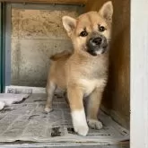 柴犬(標準サイズ)【群馬県・女の子・2024年8月23日・赤】の写真2