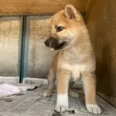 柴犬(標準サイズ)【群馬県・女の子・2024年8月23日・赤】の写真3