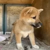 柴犬(標準サイズ)【群馬県・女の子・2024年8月23日・赤】の写真4