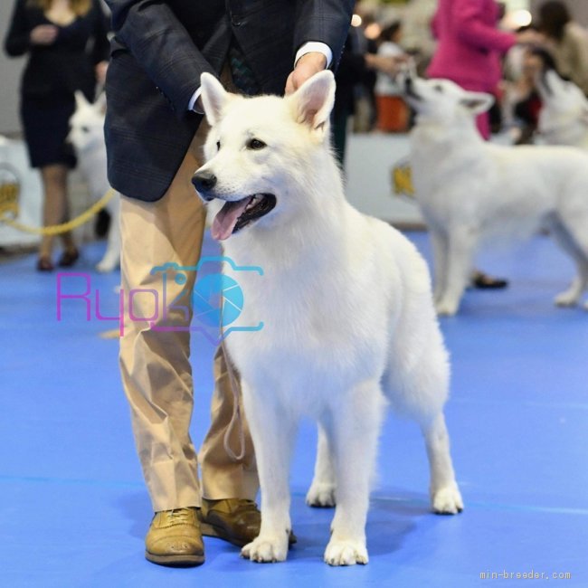 柳田洋子ブリーダーのブログ：子犬たちのパパ