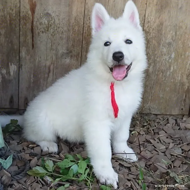 うっかり母ちゃん 様のお迎えした子犬