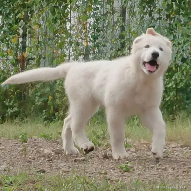 N.Y 様のお迎えした子犬