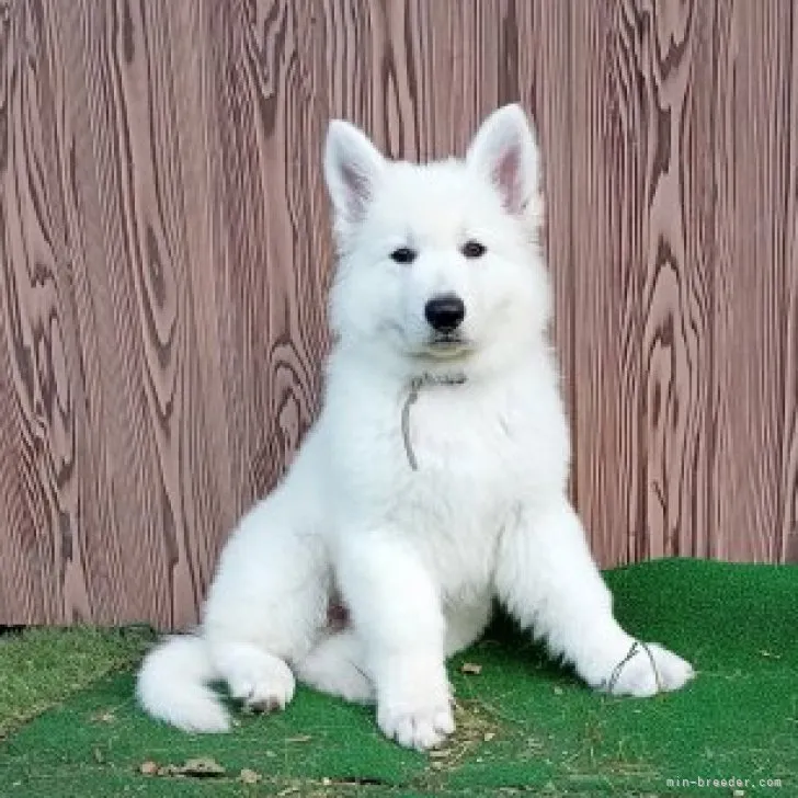 Ｉ 様のお迎えした子犬