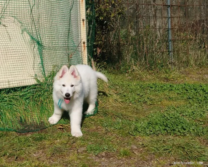 kaz 様のお迎えした子犬