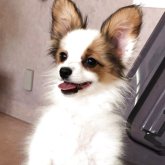 パピヨン