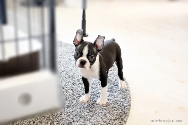 T.W 様のお迎えした子犬