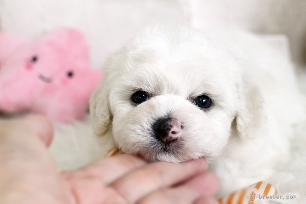 ビションフリーゼの子犬をお迎えいただいたお客様の声 口コミ 評判 佐賀県 みんなのブリーダー