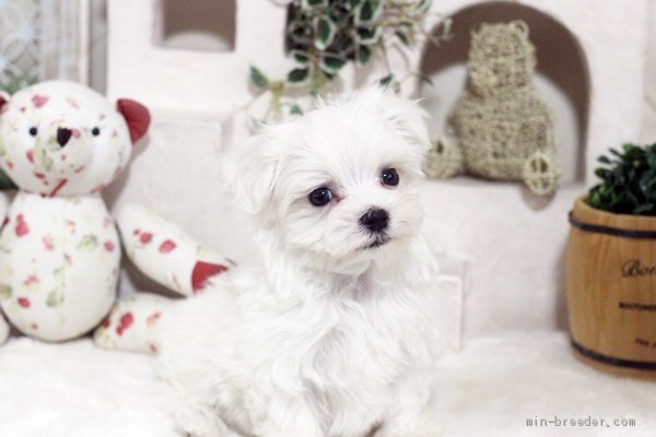 マルチーズ 佐賀県 男の子 年11月14日 ホワイト 可愛いマルチーズちゃん みんなのブリーダー 子犬id 12