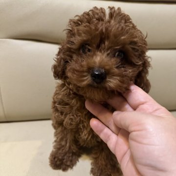 男の子(オス)のティーカッププードルの子犬を探す｜ブリーダー直販の子犬販売【みんなのブリーダー】